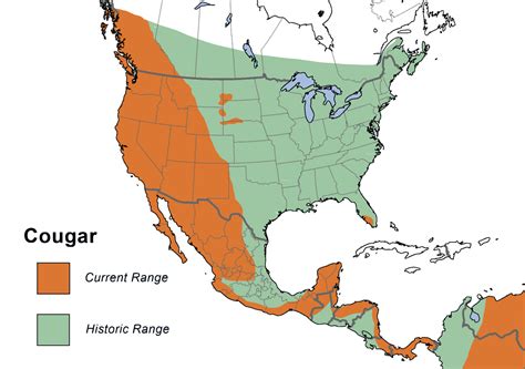 mountain lion territory map